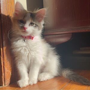 Meet your Posher, Hailey